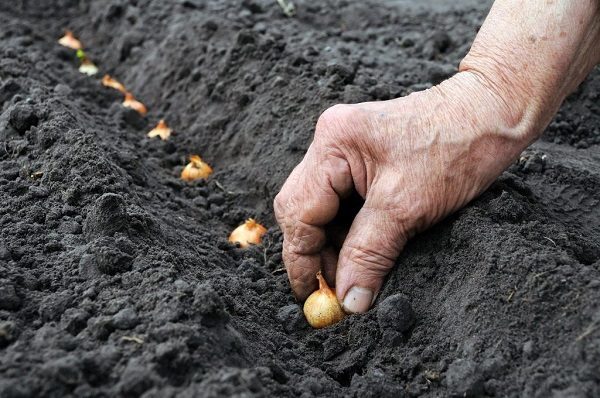  Préparation des semences pour l'ensemencement: température et schéma de plantation