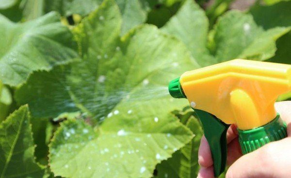  El aderezo foliar de pepinos juega un papel importante en la formación de frutos.