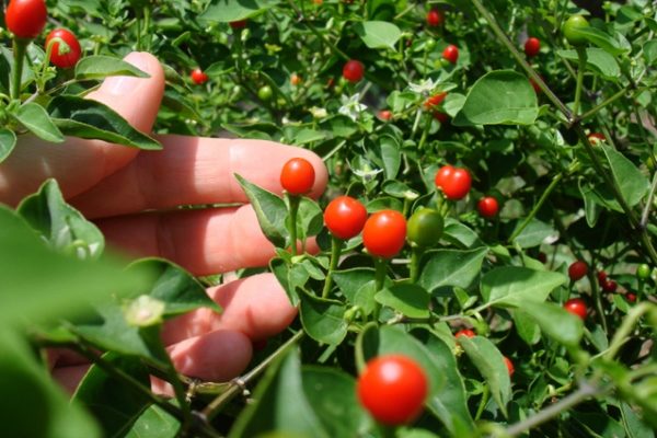  Pimiento picante de tepin