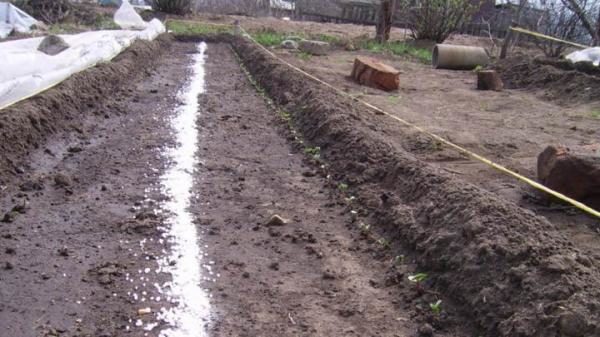  Las primeras plántulas de rábano de alimentación.