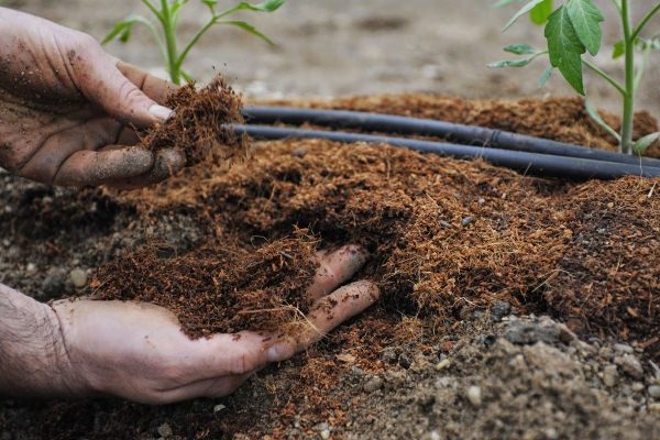  Après la plantation, il est nécessaire d'introduire dans le sol un fumier bien décomposé ou un complexe d'engrais minéraux pour la tomate.