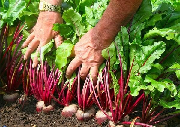  Alimentando las remolachas en julio