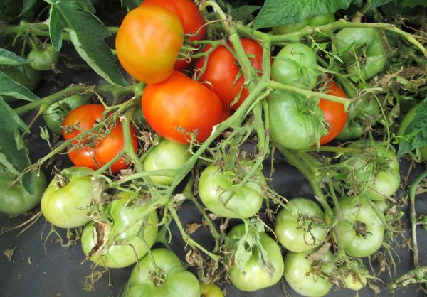  Tomate Mongole De Qualité Naine