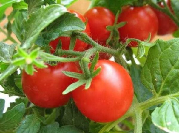  Tomates Tatyana