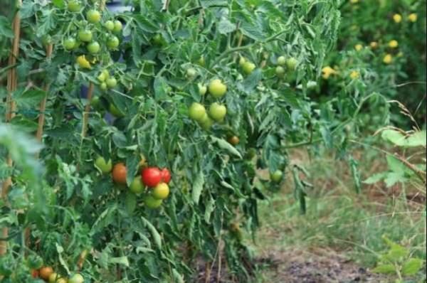  Tomaten ohne Inszenierung