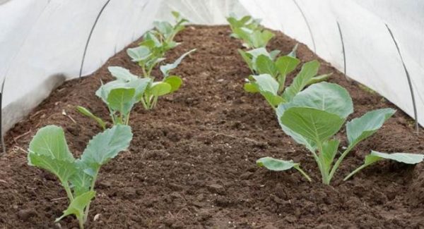  Plantación de plántulas en terreno abierto