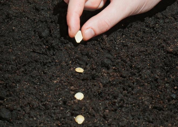  Los calabacines se plantan de forma rassadny, los calabacines se plantan con semillas y no necesitan refugio