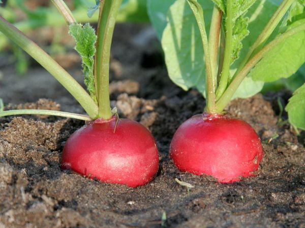  Para el cultivo de rábanos hogar suelo adecuado desde el jardín o jardín