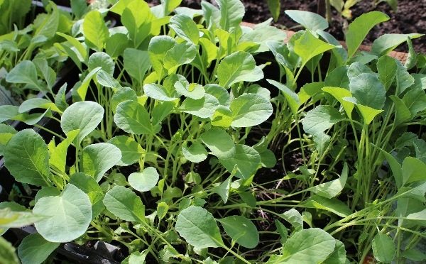  Plantones de col romanesco