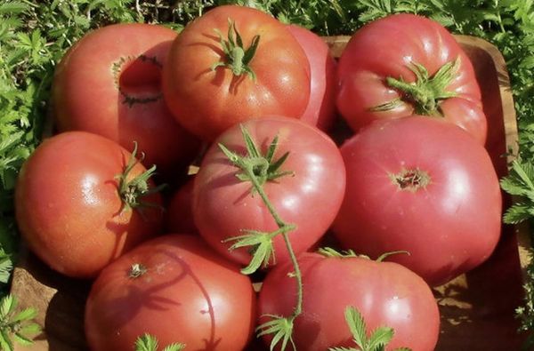  Tomate Pink Giant está bien almacenado y es resistente a envíos largos