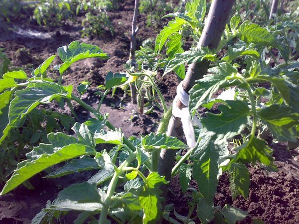  Variedad de arbustos requieren ligas obligatorias.