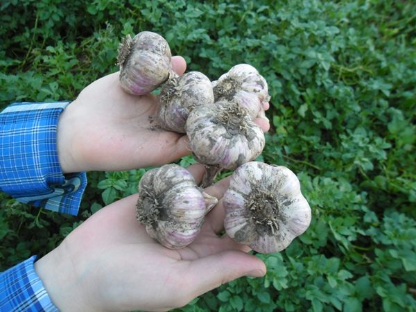  Ajo primaveral - cultivo resistente al frío, y la escarcha de vuelta no le teme