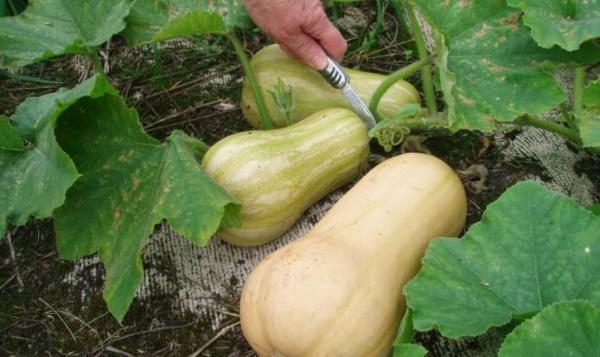  La cosecha de calabaza batternat