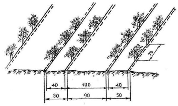  Scheme tape-cluster méthode de planter des tomates