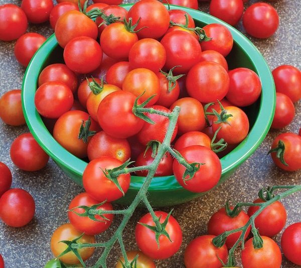  Les tomates Rapunzel sont bien adaptées à la mise en conserve pour l'hiver