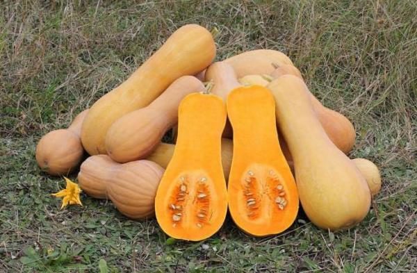  Butternut nuez moscada Butternut calabaza