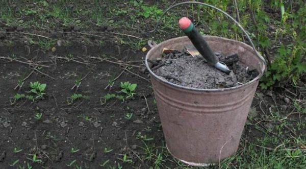  Fertilizante de calabaza en ceniza de suelo abierto.