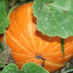  Variedades De Calabaza De Arbusto