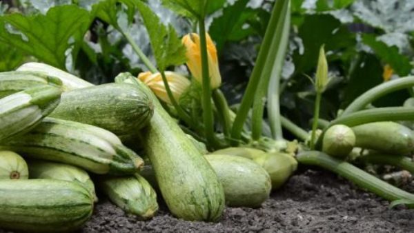  Durante la fructificación activa los calabacines cosechados cada dos días.