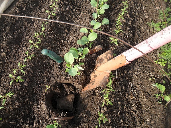  Trasplante de plantulas en campo abierto.