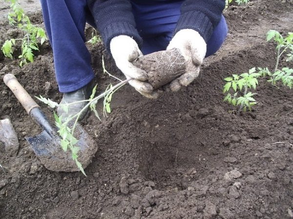  Tomates Nastya plantées en pleine terre à la mi-avril - début mai