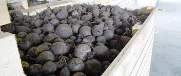  Caja de remolacha en la bodega.