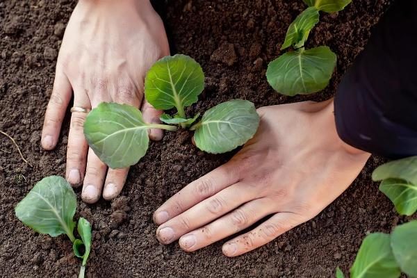  El repollo Valentina se planta en campo abierto después de la aparición de cuatro hojas principales en las plantas de semillero