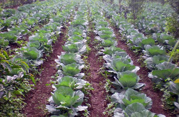  Para mayor comodidad, el ancho de las camas para la variedad Agressor debe ser de 2-3 cabezas.