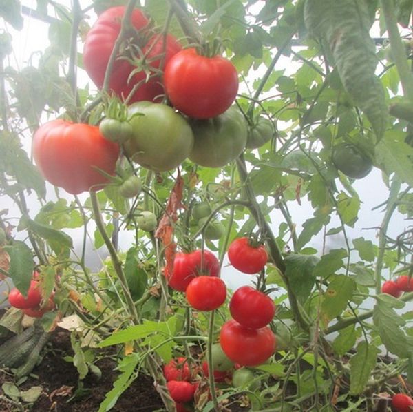  Les tomates de cette variété peuvent être cultivées à la fois en serre et en plein champ