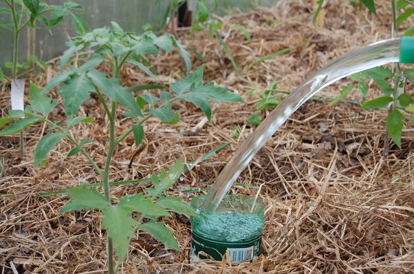  L'arrosage est réalisé exclusivement avec de l'eau tiède.