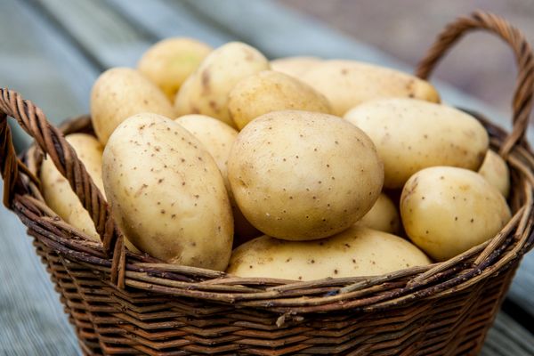  Les meilleures variétés de pommes de terre