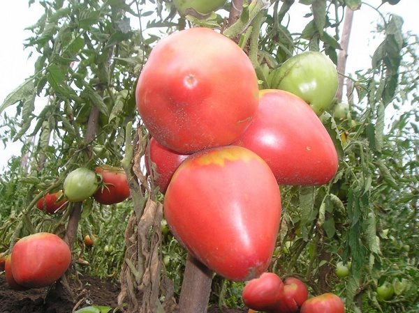  Alsou Sorten Tomaten