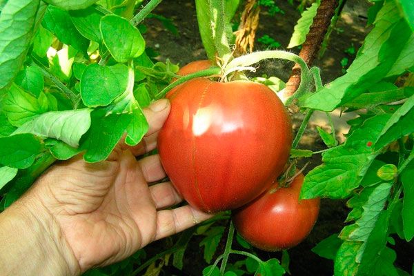  Η δυνατότητα ωρίμανσης και υψηλής απόδοσης - τα πλεονεκτήματα της ποικιλίας