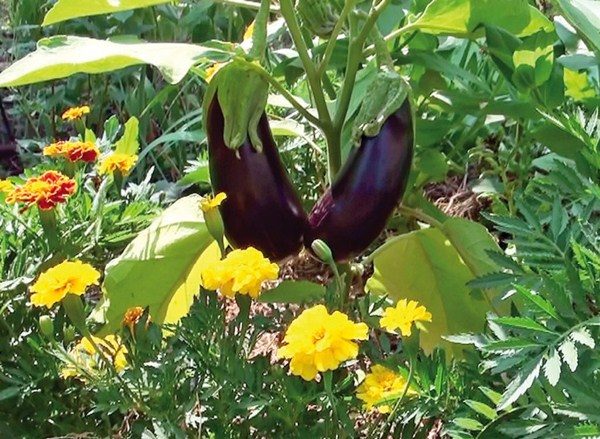  Útil berenjena de barrio en el jardín.