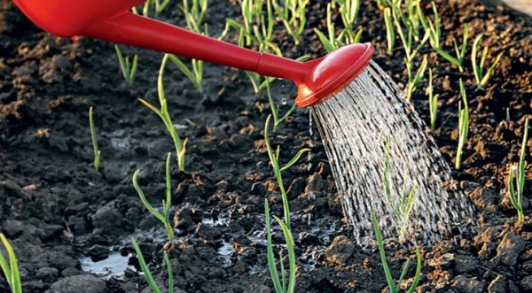  En la primera fase de desarrollo, el ajo de primavera acumula una masa verde, por lo que el riego debe ser abundante