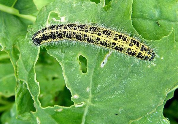  Col bielorrusa propensa al daño por las orugas