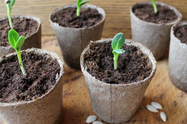  En el método de cultivo de las plántulas, el suelo debe tomarse de la cama donde se sembrarán retoños jóvenes más adelante.