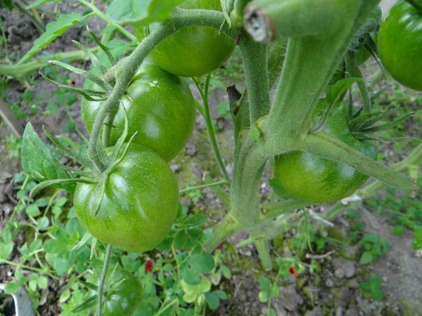  Jusqu'à maturité complète, les tomates noires ont la même couleur que les tomates ordinaires.