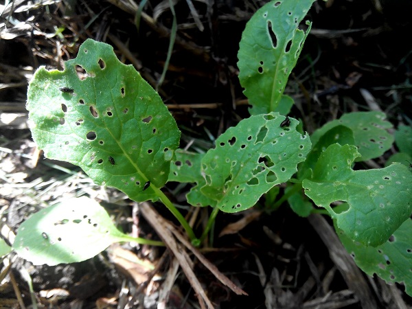  Procesamiento de plantas contra criaderos de pulgas.