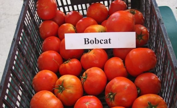  Tomate Bobcat F1