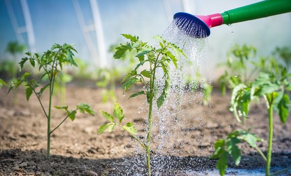  L'arrosage doit être effectué avec de l'eau chaude séparée.