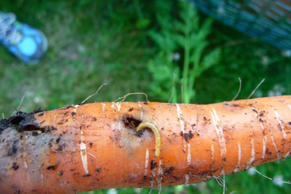  Larva Zanahoria Vuela En La Raíz