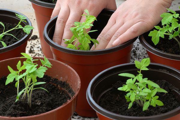  Les pousses de cerises apparaissent dans des pots 5-7 jours après la plantation