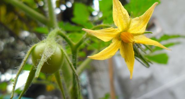  Les tomates cerises sont autogames, mais à la maison, elles peuvent avoir besoin d’aide.