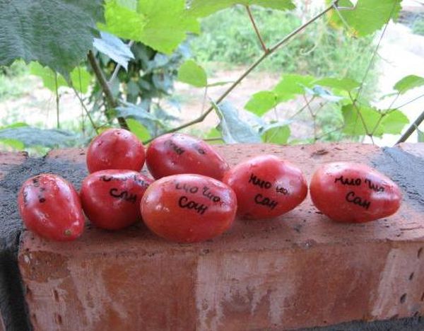  Poids de la tomate - environ 40 grammes