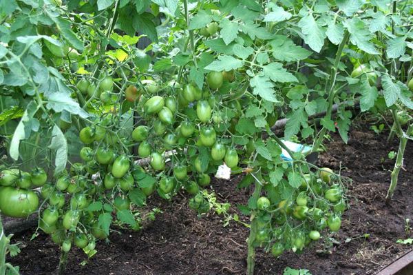  La variété a besoin de stading obligatoire