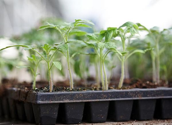  Après la levée, les plantules doivent être stockées dans un endroit bien éclairé.