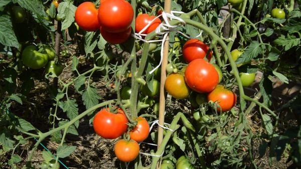  Variétés de tomates Résident d'été