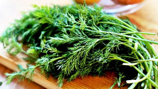  Dill para el invierno