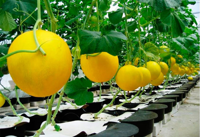  Cultivo de melones en invernadero.